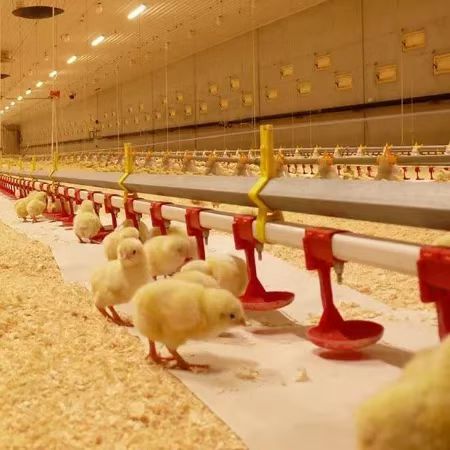 Jordan Broiler Breeder Project - Raisetech-Intelligent Agriculture ...