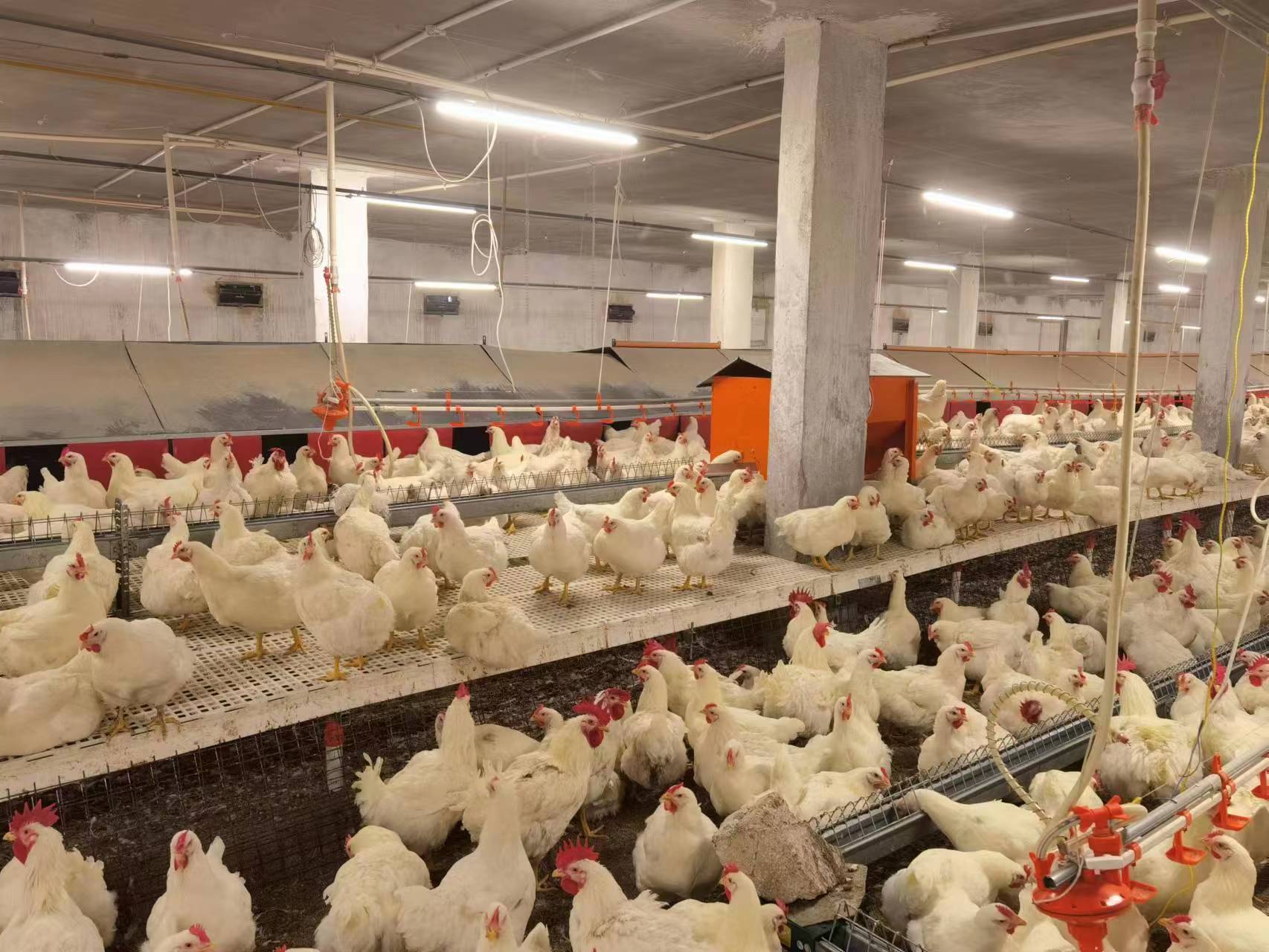 Breeder Project in middle east - Raisetech-Intelligent Agriculture ...