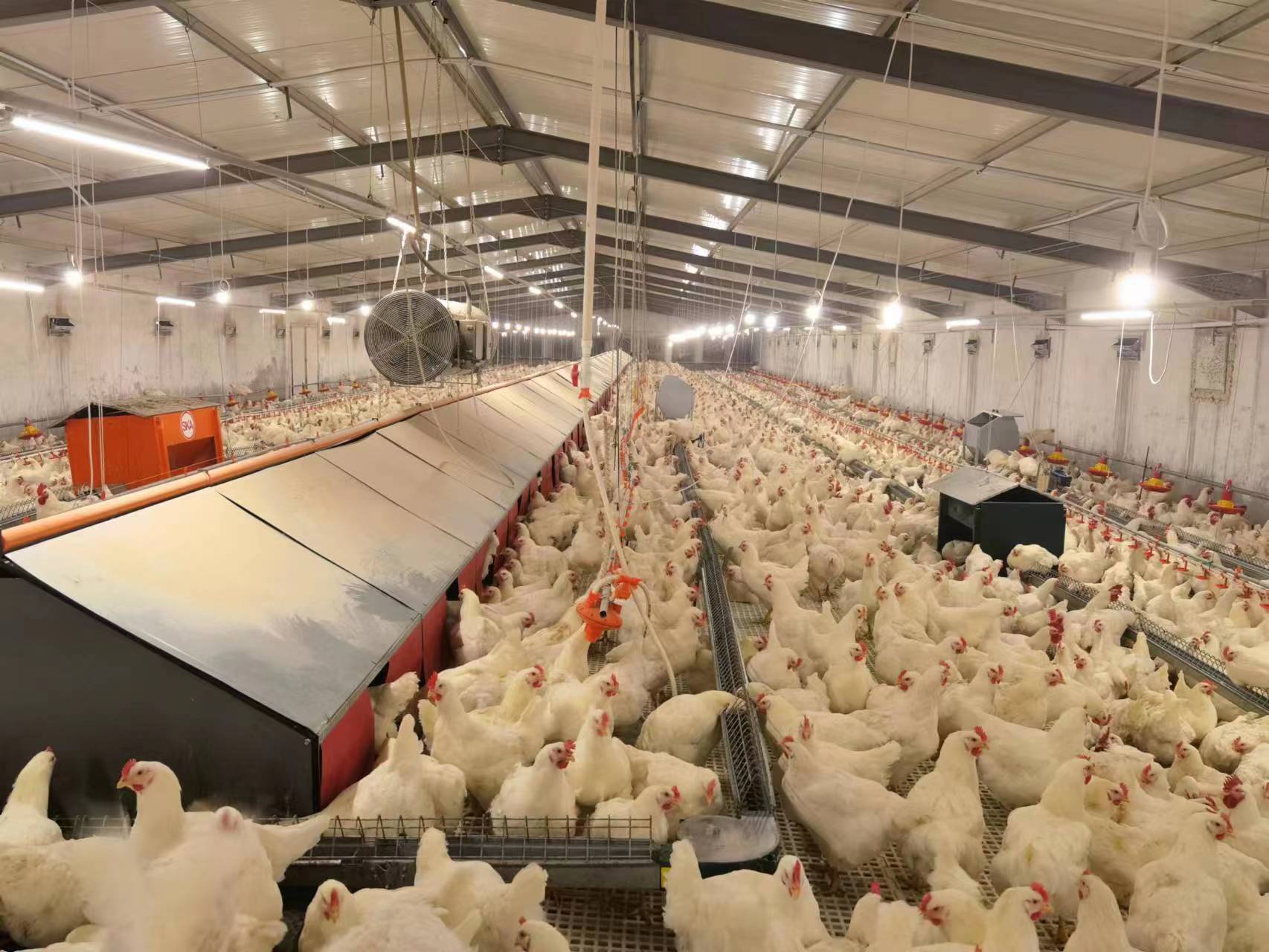 Breeder Project in middle east - Raisetech-Intelligent Agriculture ...